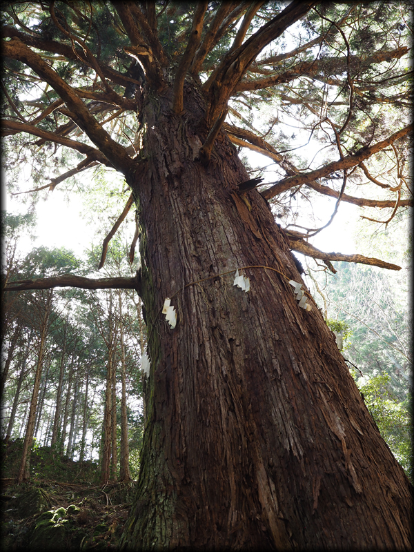 樹齢300年以上と言われる巨木
