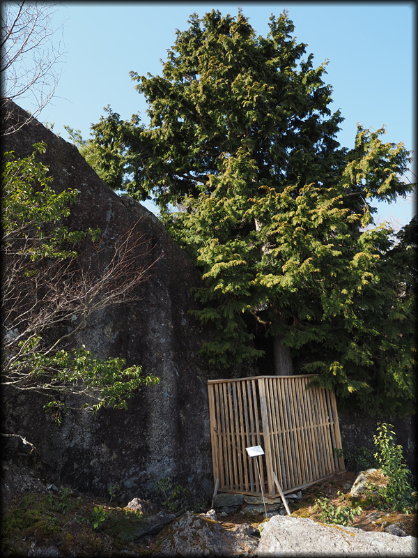 森の京都 天上の木『１０選』の天狗岩のヒノキ