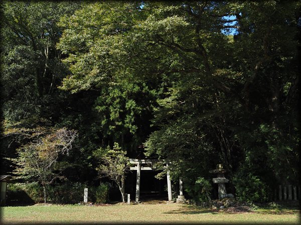 鬱蒼とした神社の森